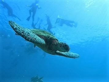 ハワイの生態系を守りたい、絶滅危惧種指定アオウミガメを自分の目で