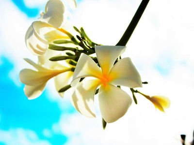 Hawaii 　甘～い香りと　涼しい風をあびながら　クアロア牧場　　　　ノースショア　オアフ島