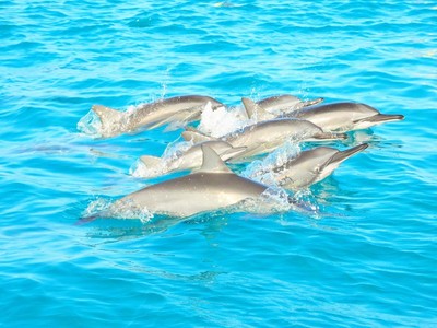 ハワイの海で癒される。　イルカと一緒に...　　　中学編！