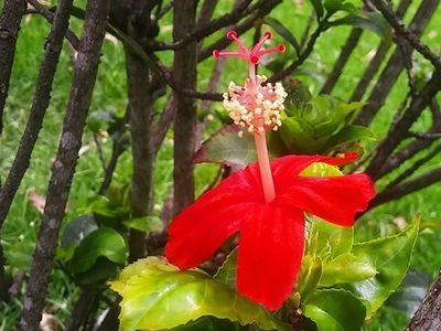 ハワイのお花　フルーツ　トロピカル～～　　　　第4弾