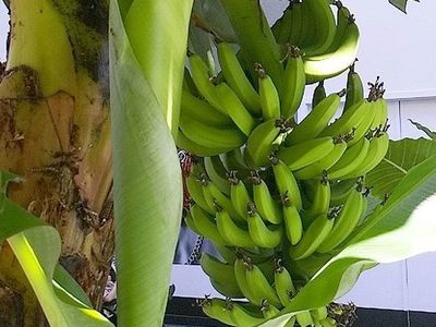 ハワイの　トロピカルな　フルーツ　お花　　　　第5段！