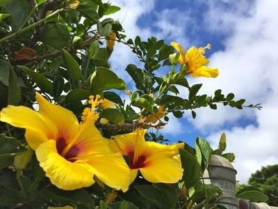 今日のハワイ#11／ハワイの花