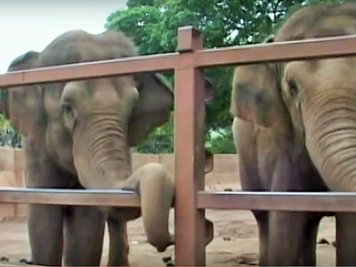 ホノルル動物園　